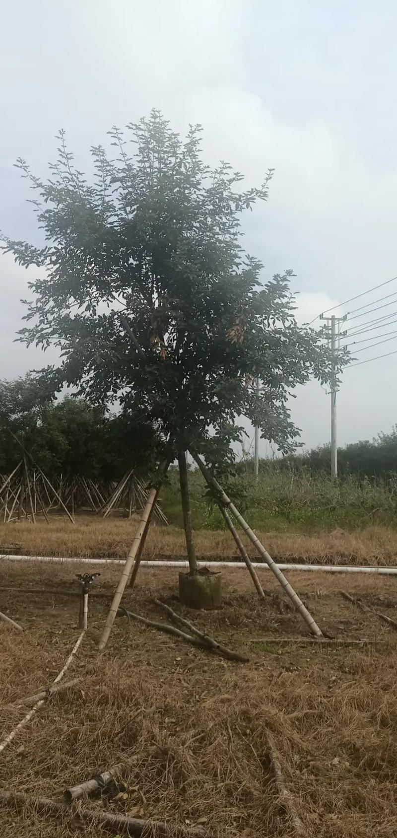 雷州市茂丽园艺作物种植在抖音记录美好生活20211206