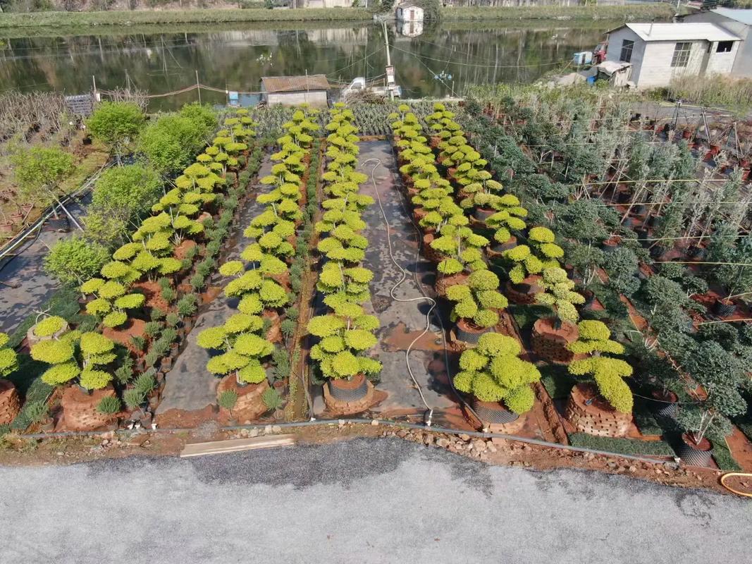 宜良绿境苗木种植场(绿境园艺)花镜庭院植物 宜良宜九公路
