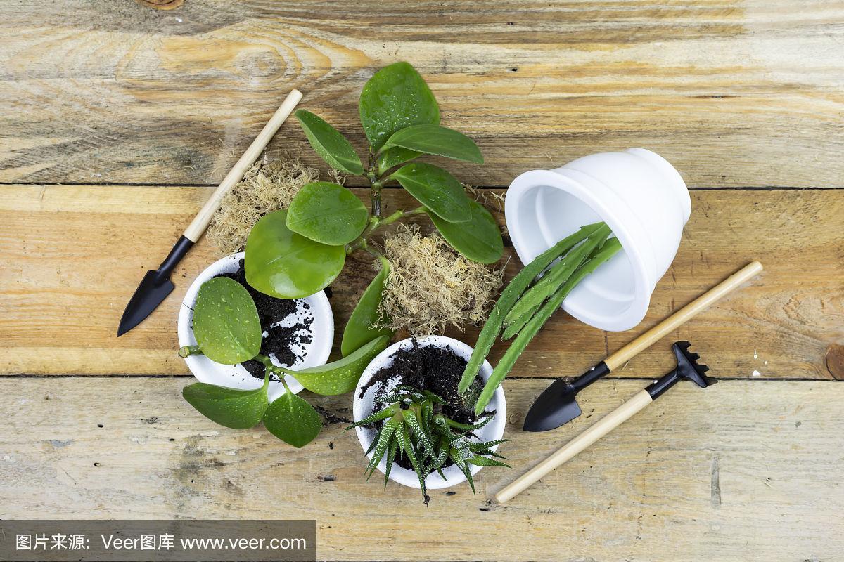 将植物移植到一个盆中,并在白色木桌上放置园艺工具