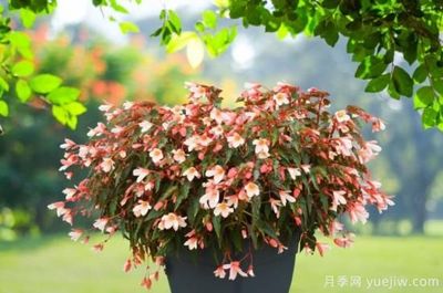 新园艺观赏指南:2022年值得种植的花卉作物