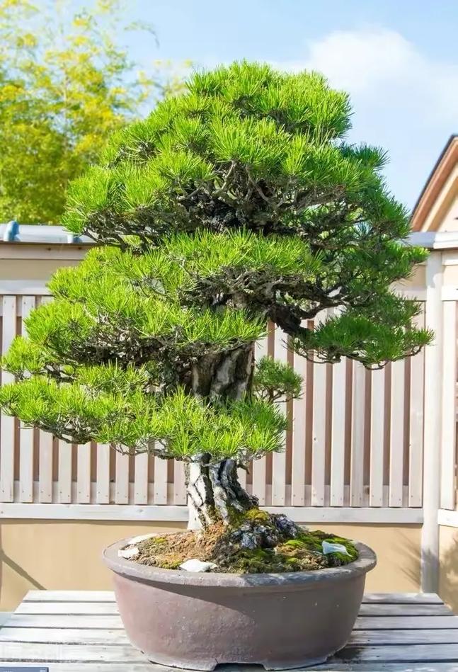 精品盆景 #别墅庭院植物 #园艺生活 #种植基地 - 抖音