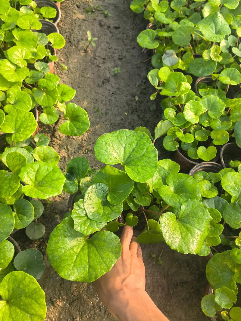 苗圃直销.#园艺生活 #苗木种植基地 120吴风草120黄